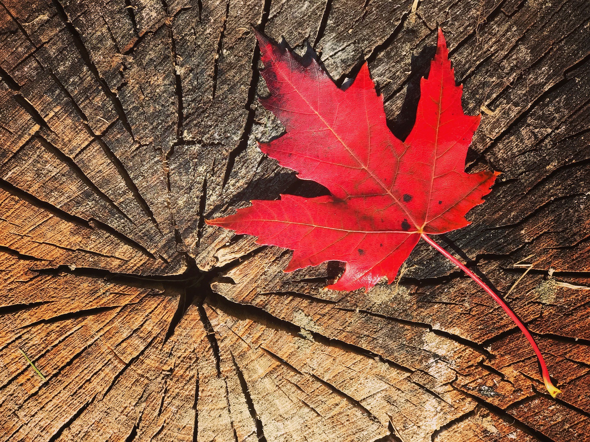 Entreprise au Canada, 10 conseils clés pour bien démarrer
